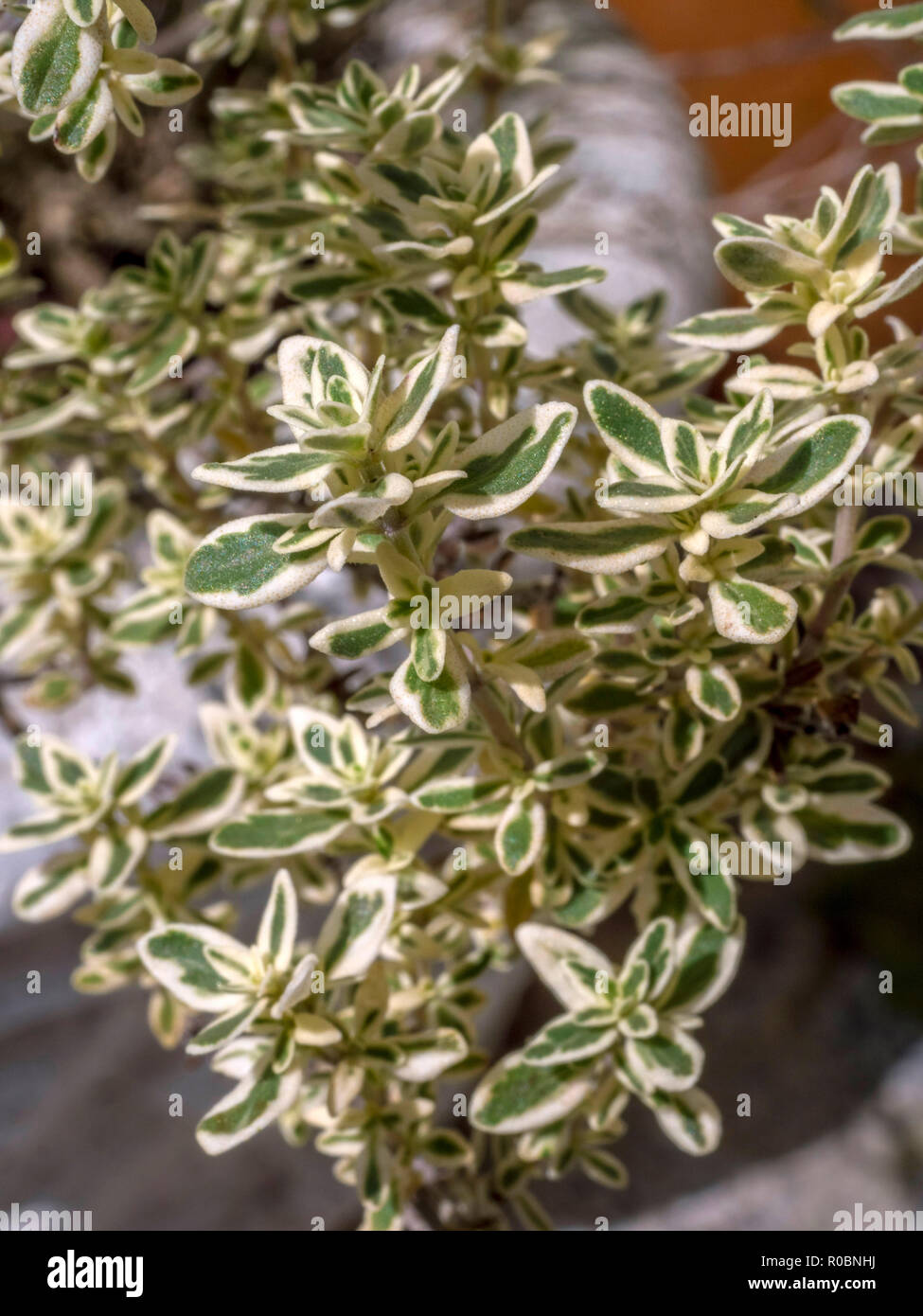 Wild marjoram, Origanum vulgare leaves in Spring. Oregano Stock Photo Alamy