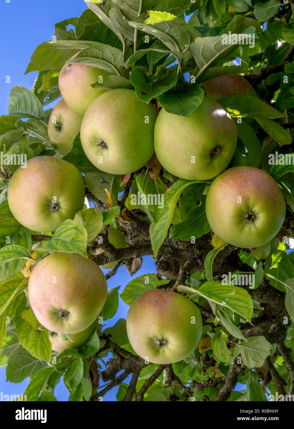 Organic Granny Smith Apples - Apples & Apple Pears