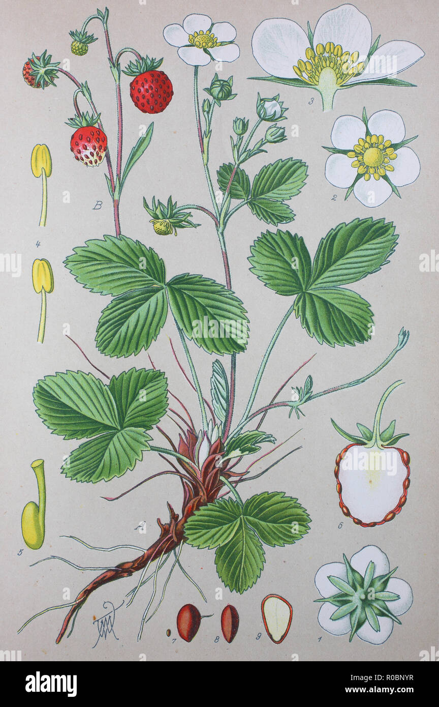 Digital improved high quality reproduction: Fragaria vesca, commonly called wild strawberry, woodland strawberry, Alpine strawberry, Carpathian Strawberry, European strawberry, or fraisier des bois, is a perennial herbaceous plant in the rose family Stock Photo