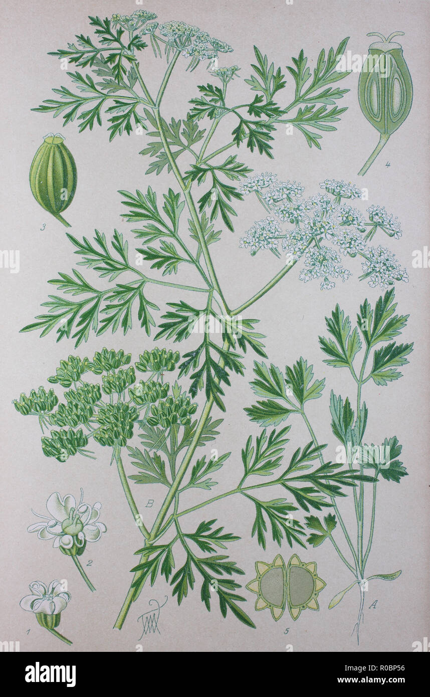Digital improved high quality reproduction: Aethusa cynapium, fool's parsley, fool's cicely, or poison parsley, is an annual, rarely biennial, herb in the plant family Apiaceae, native to Europe, western Asia, and northwest Africa. It is the only member of the genus Aethusa Stock Photo