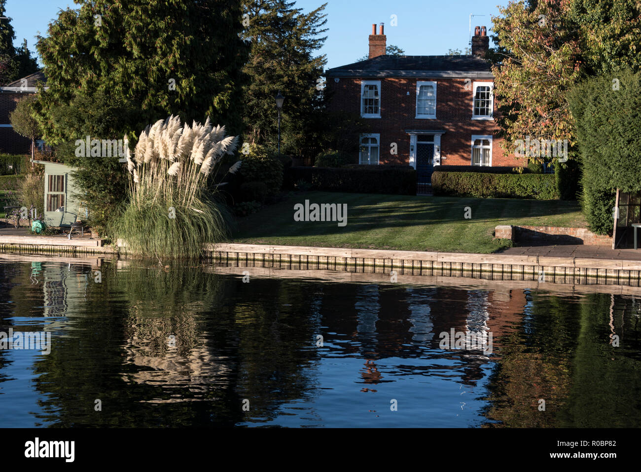 Pampas grass, a native of South America, is grown in a riverside garden beside the River Thames at Marlow in Buckinghamshire, Britain Stock Photo