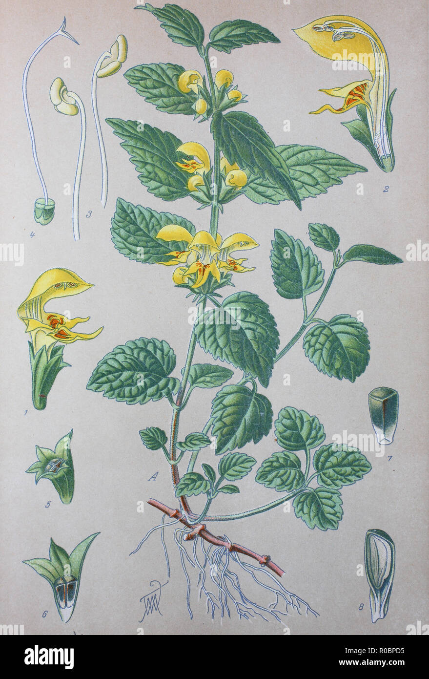 Digital improved high quality reproduction: Lamium galeobdolon, commonly known as yellow archangel, artillery plant, or aluminium plant, is a widespread wildflower in Europe, and has been introduced elsewhere as a garden plant. It displays the zygomorphic flower morphology, opposite leaves, and square stems typical of the mint family, Lamiaceae Stock Photo