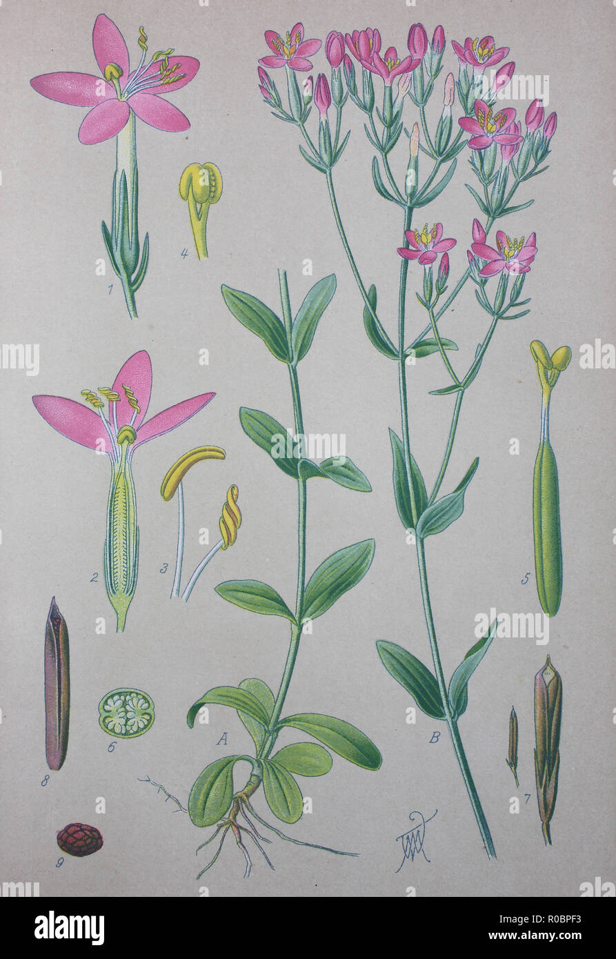 Digital improved high quality reproduction: Centaurium erythraea is a species of flowering plant in the gentian family known by the common names common centaury and European centaury Stock Photo