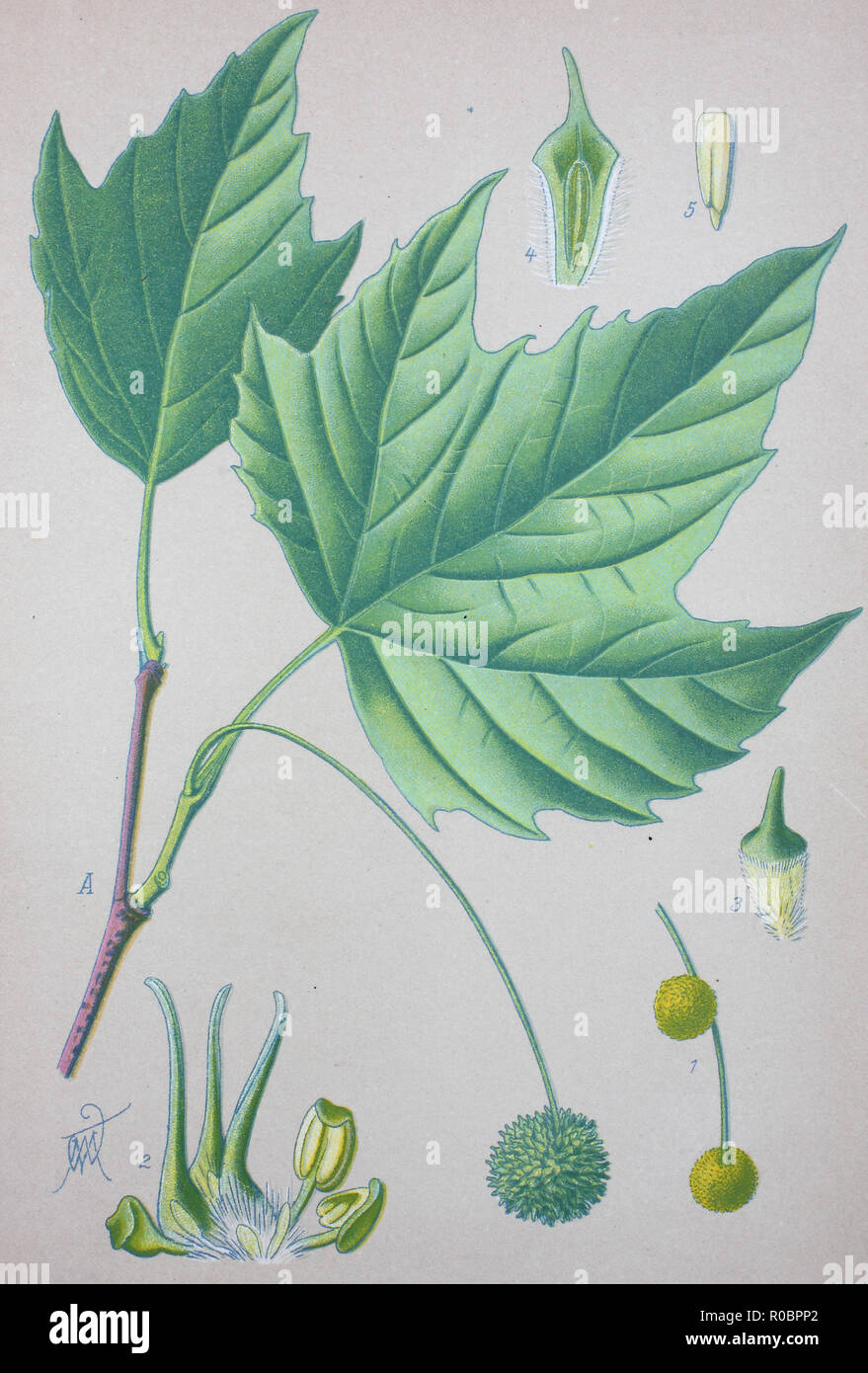 Digital improved high quality reproduction: Platanus occidentalis, also known as American sycamore, American planetree, occidental plane, and buttonwood, is a species of Platanus Stock Photo