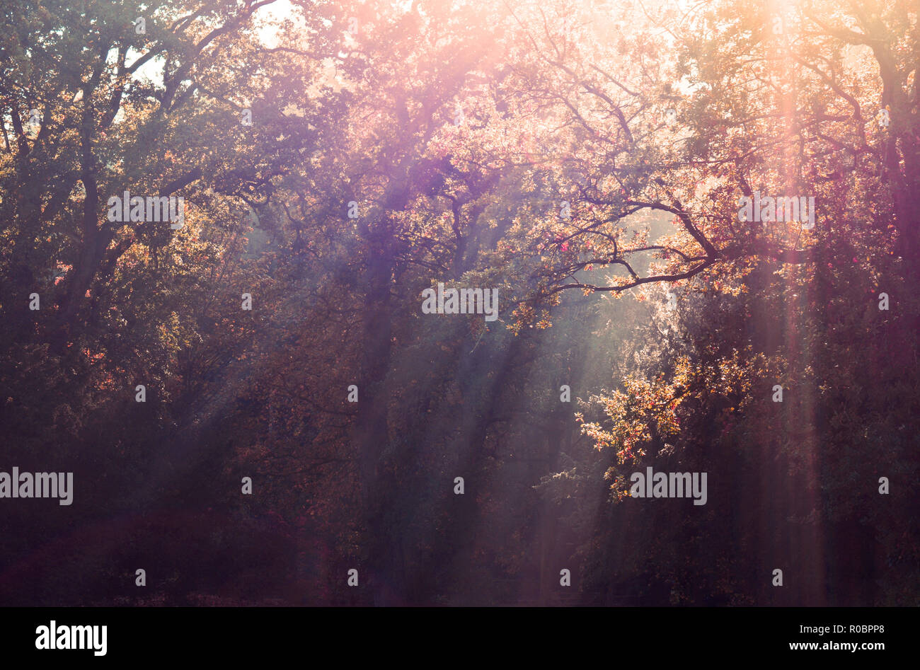 Sun beams shining through tree branches Stock Photo