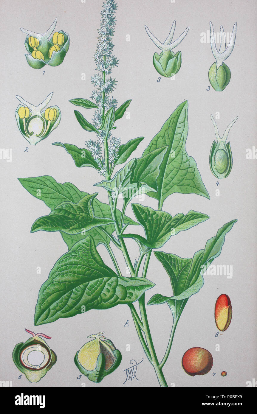 Digital improved high quality reproduction: Blitum bonus-henricus, syn. Chenopodium bonus-henricus, also called Good-King-Henry, Poor-man's Asparagus, Perennial Goosefoot, Lincolnshire Spinach, Markery, English mercury, or mercury goosefoot Stock Photo