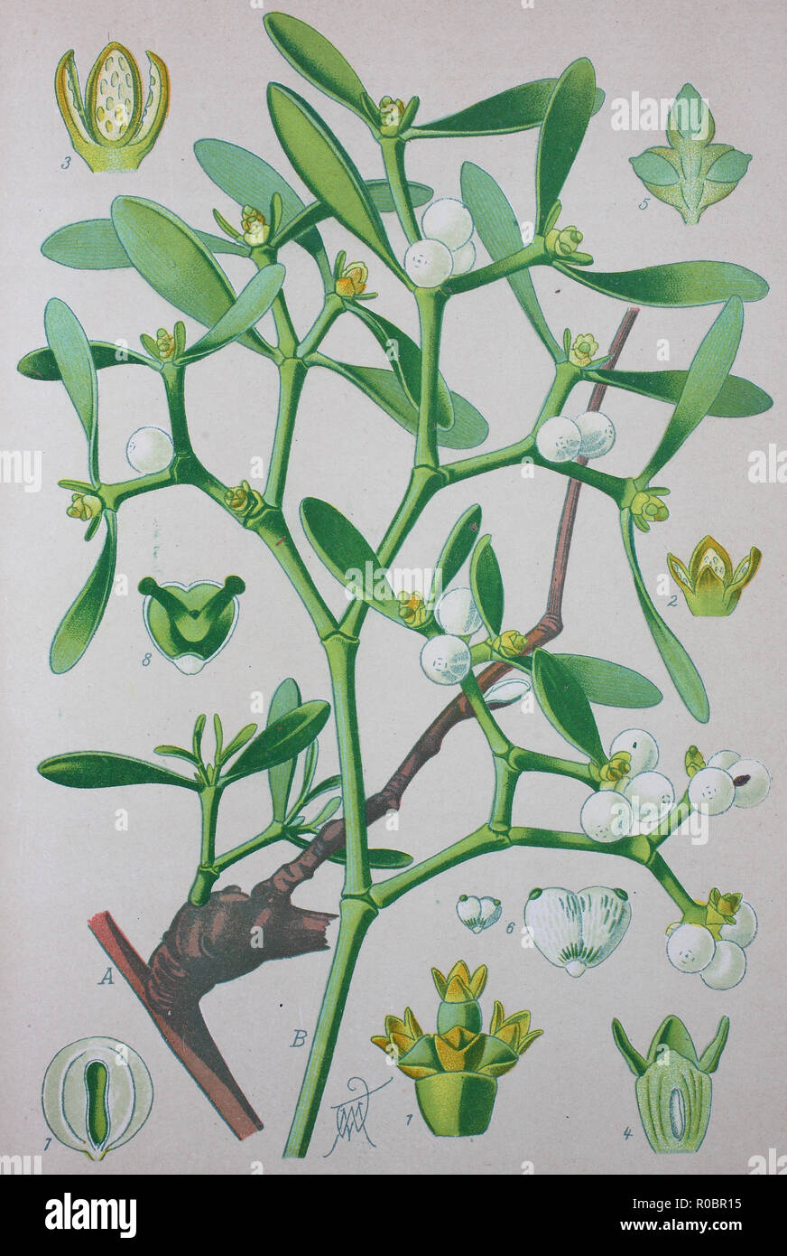 Digital improved high quality reproduction: Viscum album is a species of mistletoe in the family Santalaceae, commonly known as European mistletoe, common mistletoe or simply as mistletoe Stock Photo