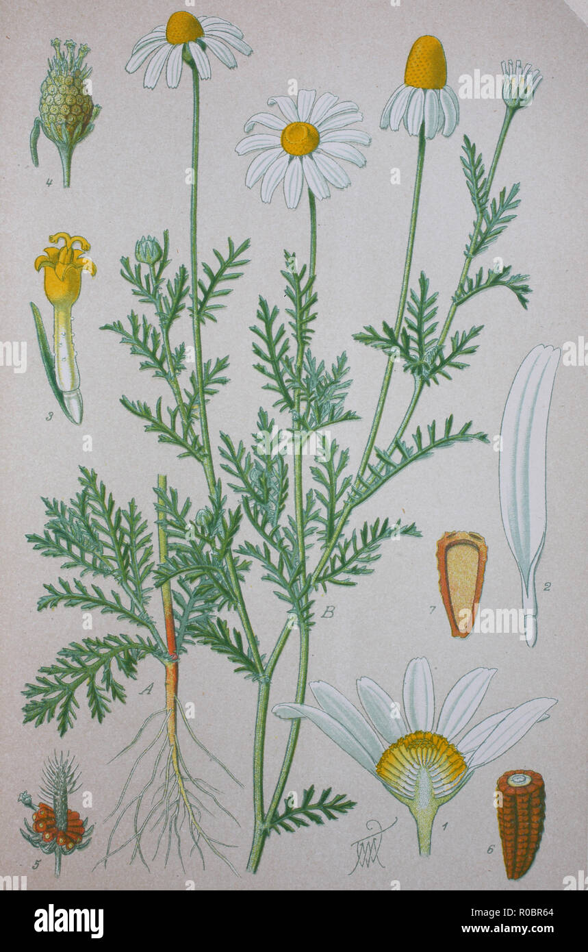Digital improved high quality reproduction: Anthemis arvensis, also known as corn chamomile, mayweed, scentless chamomile, or field chamomile is a species of the genus Anthemis and in the Asteraceae family Stock Photo