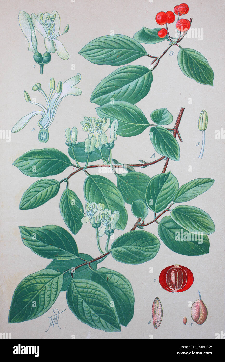 digital-improved-high-quality-reproduction-lonicera-xylosteum