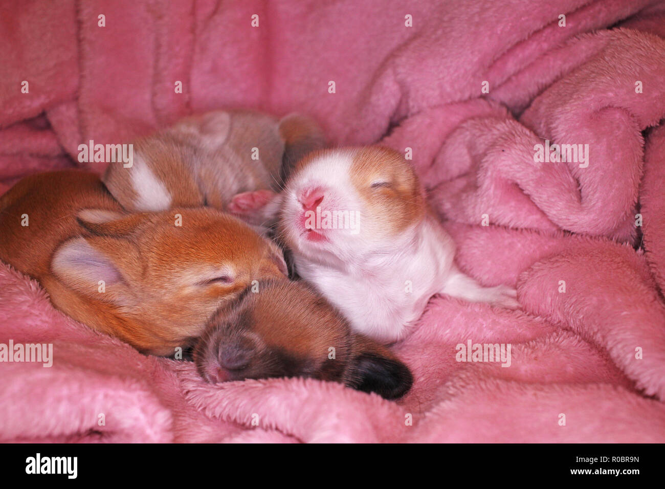 1 day old rabbit sales