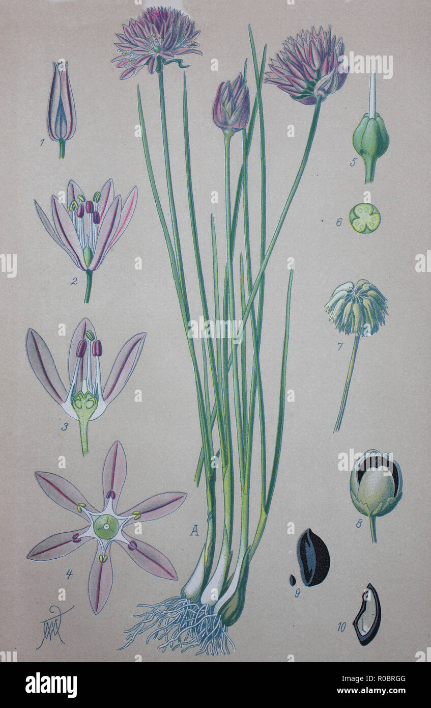 Digital improved high quality reproduction: Chives, scientific name Allium schoenoprasum, are an edible species of the genus Allium Stock Photo