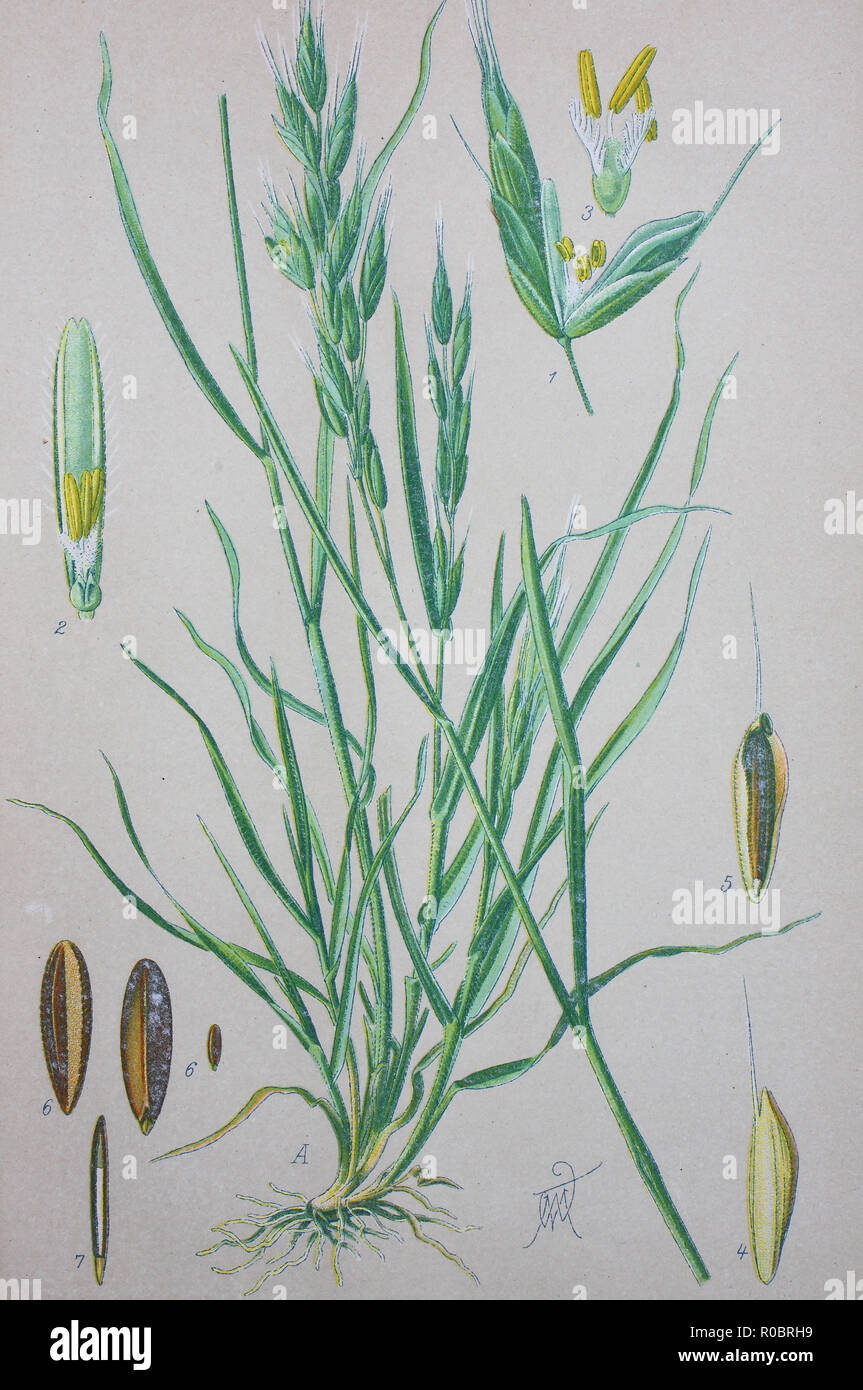 Digital improved high quality reproduction: Bromus hordeaceus, soft brome, is an annual or biennial species of grass in the true grass family, Poaceae,. It is also known in North America as bull grass, soft cheat, and soft chess Stock Photo