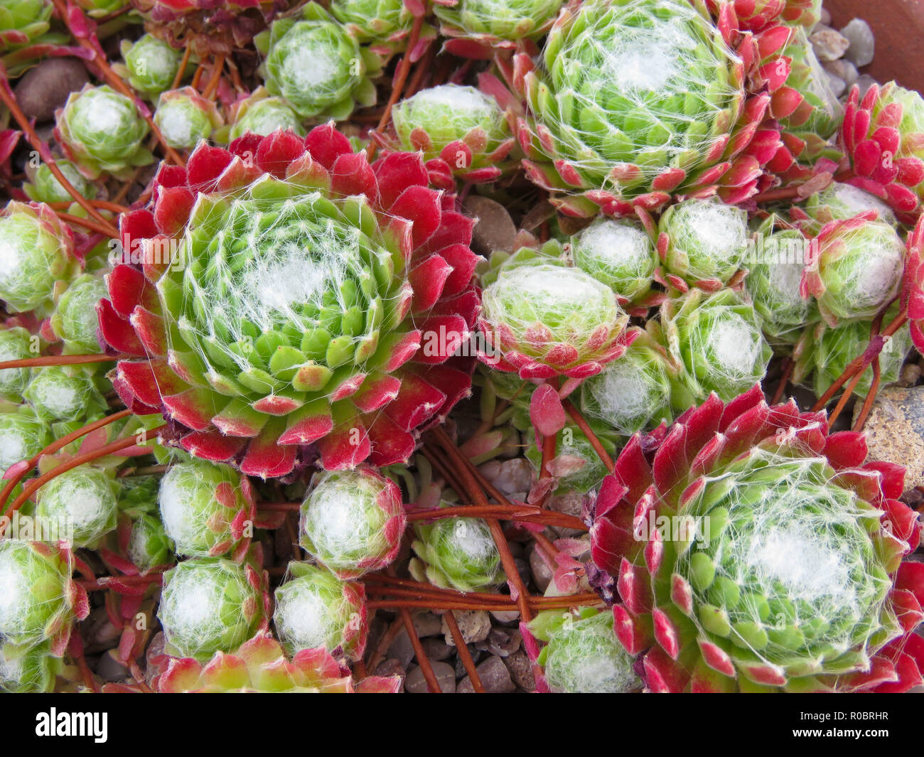 Close up of succulent plants taken in Cardiff, South Wales, UK Stock Photo