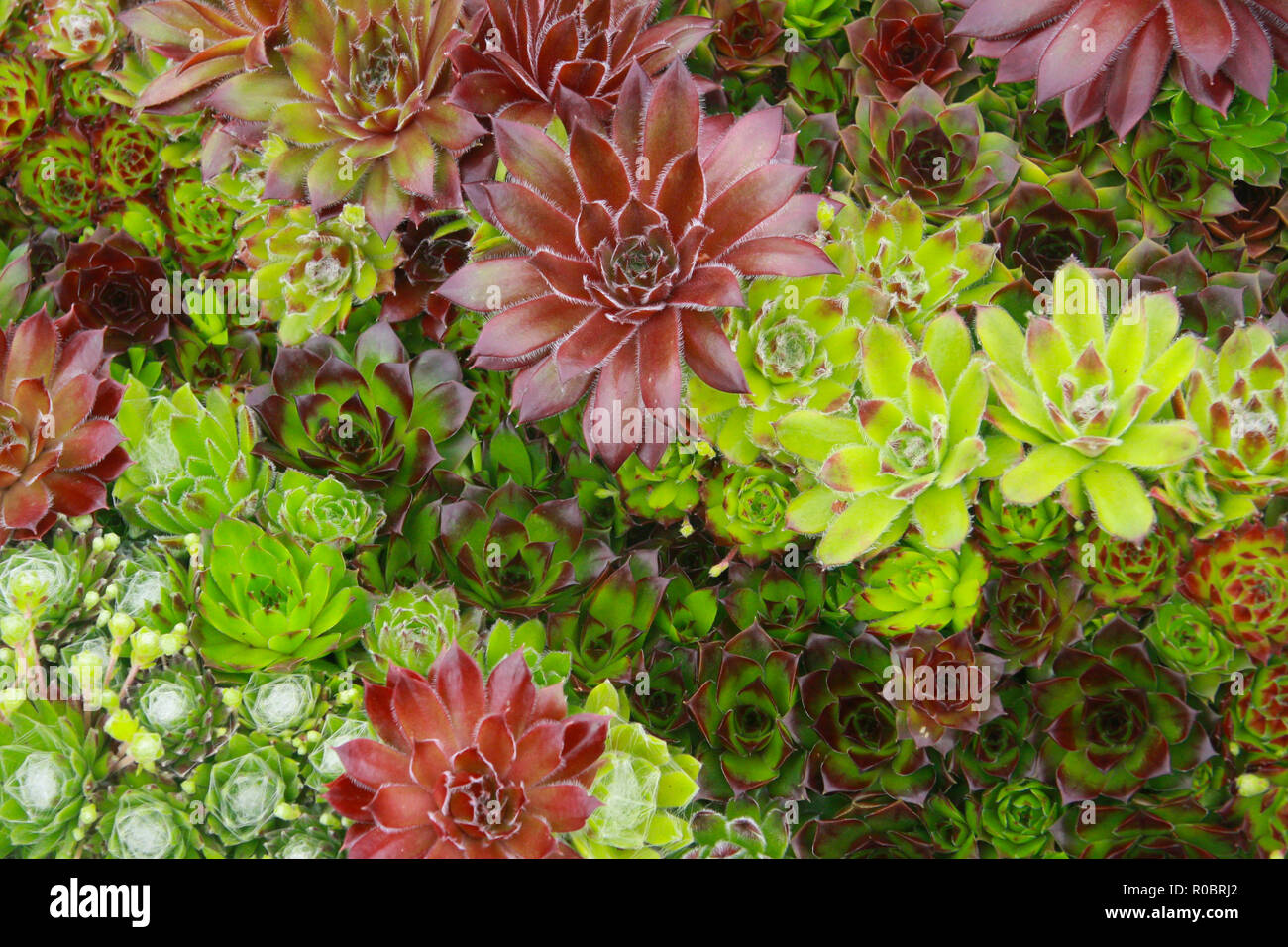 Close up of succulent plants taken in Cardiff, South Wales, UK Stock Photo