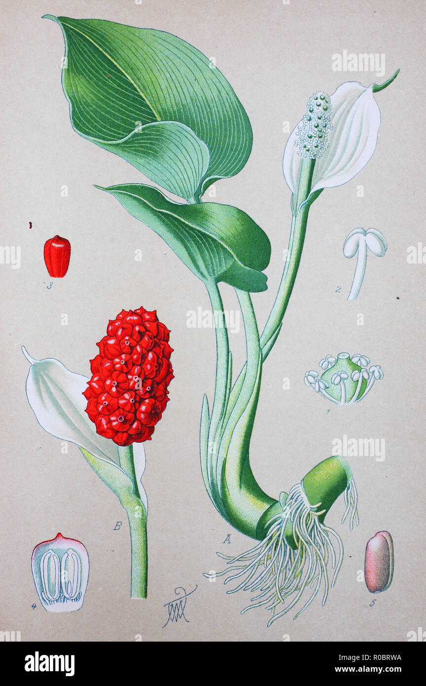 Digital improved high quality reproduction: Calla, bog arum, marsh calla, wild calla, squaw claw, and water-arum, is a genus of flowering plant in the family Araceae, containing the single species Calla palustris Stock Photo