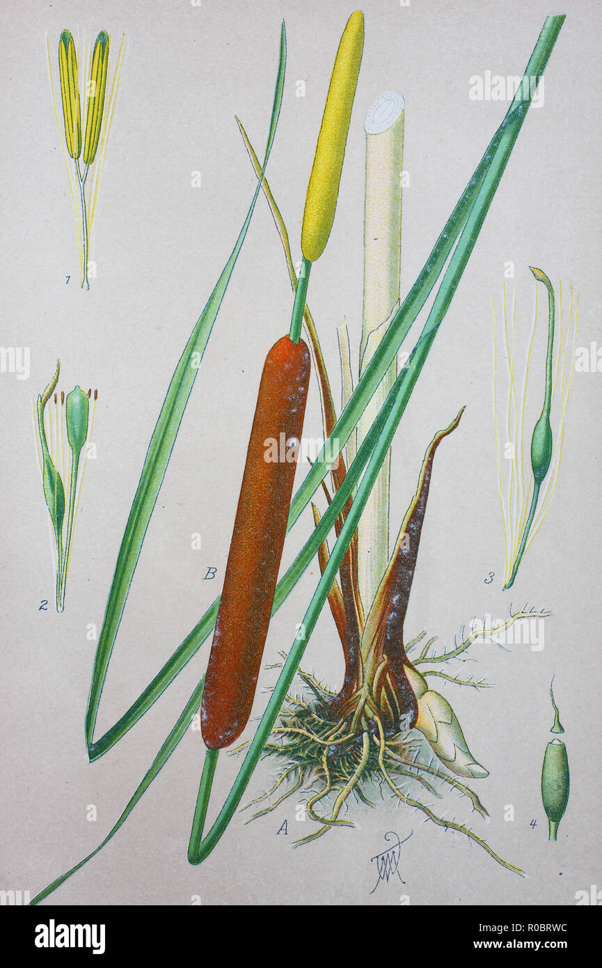 Digital improved high quality reproduction: Typha latifolia, broadleaf cattail, bulrush, common bulrush, common cattail, cat-o'-nine-tails, great reedmace, cooper's reed, cumbungi, is a perennial herbaceous plant in the genus Typha Stock Photo