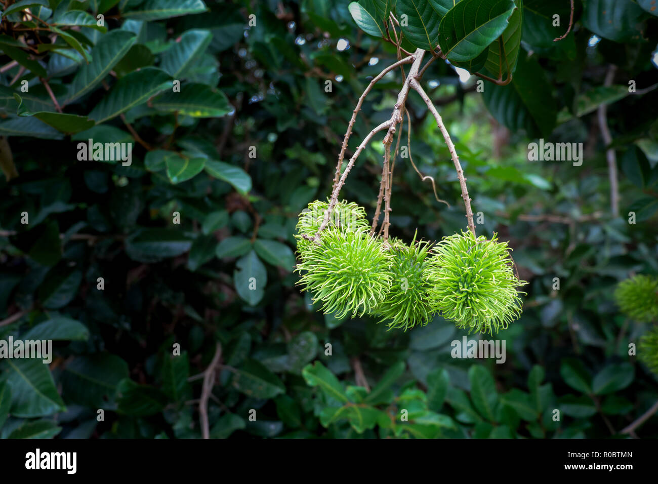 rambutan fruit on nature background Stock Photo - Alamy