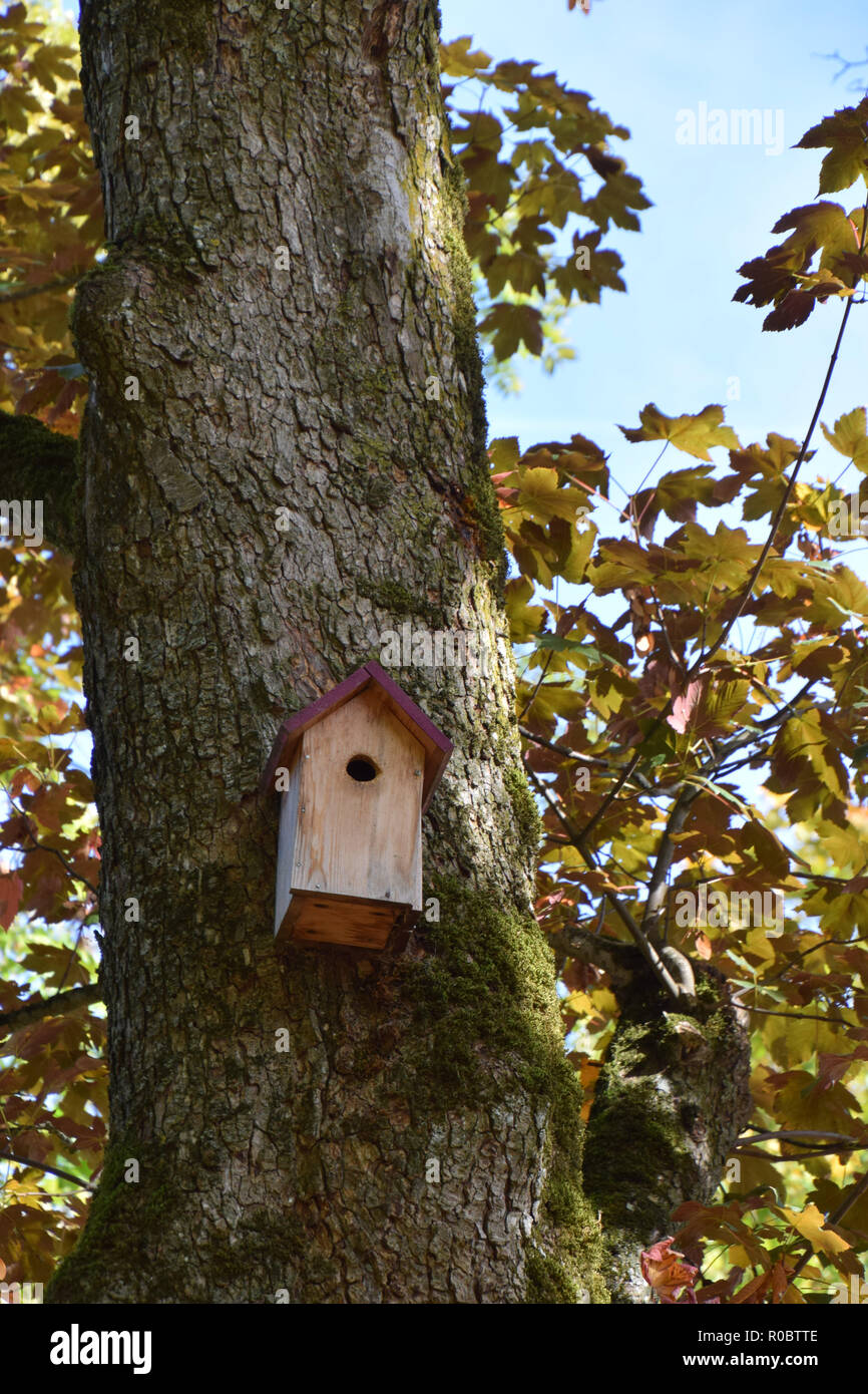 handmade wooden birdhouse attached to a maple tree for bird protection