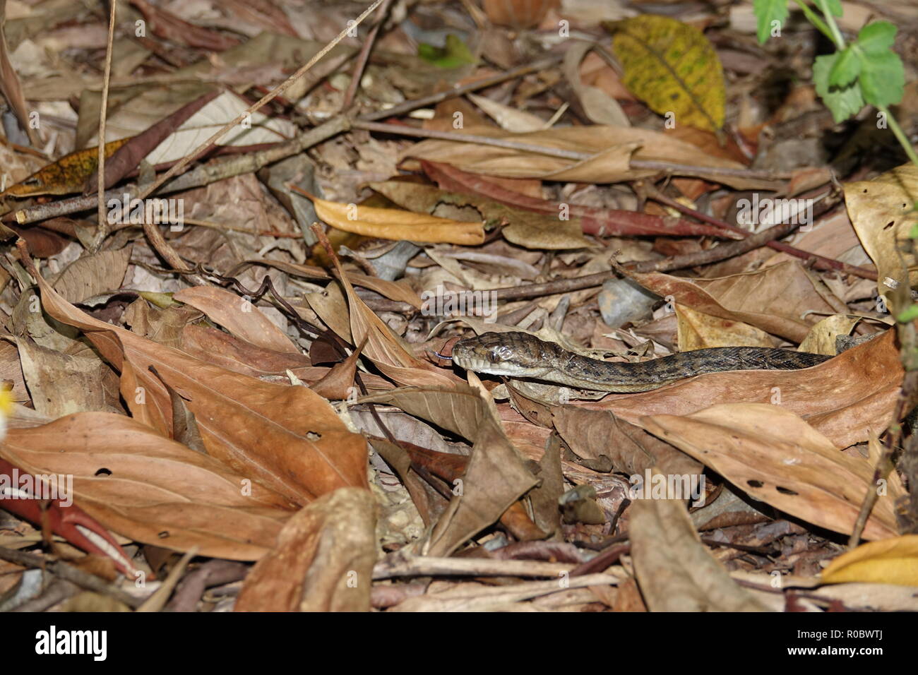Carpet Python, Morelia spilota, Rainforest near Mission Beach, Wet Tropics, Queensland, Australia Stock Photo