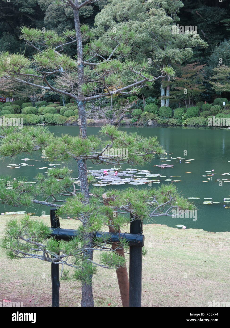 Calm water lily ponds at one of the "8 Hells of Beppu", an area known
