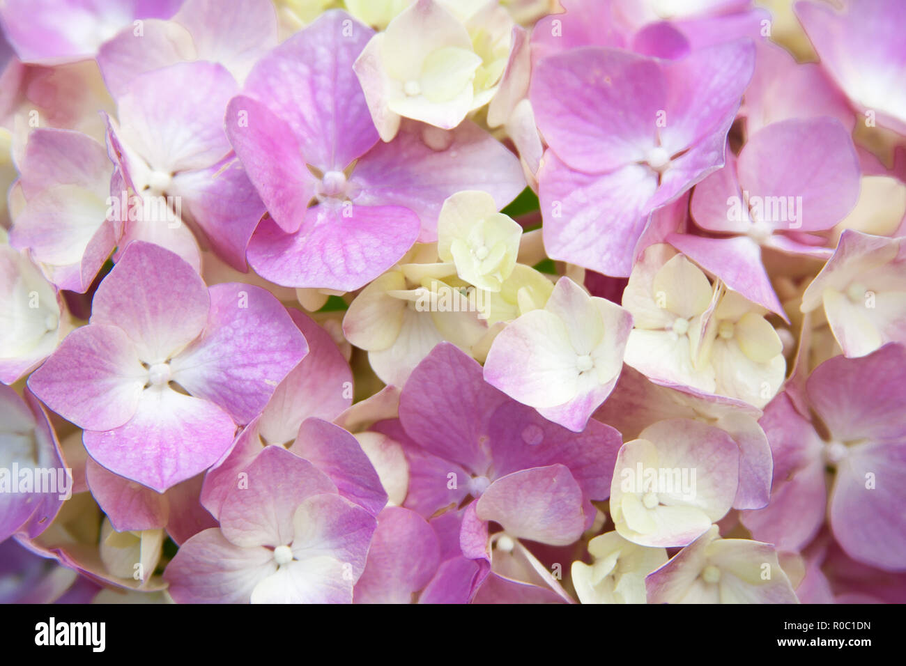 closeup image of pink hydrangea Stock Photo - Alamy