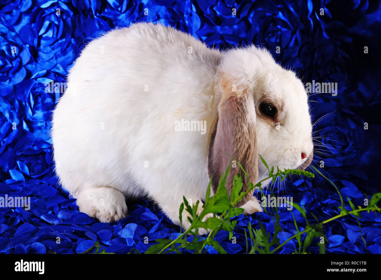 Cute little young bunny rabbit lop eared dwarf rabbits Stock Photo