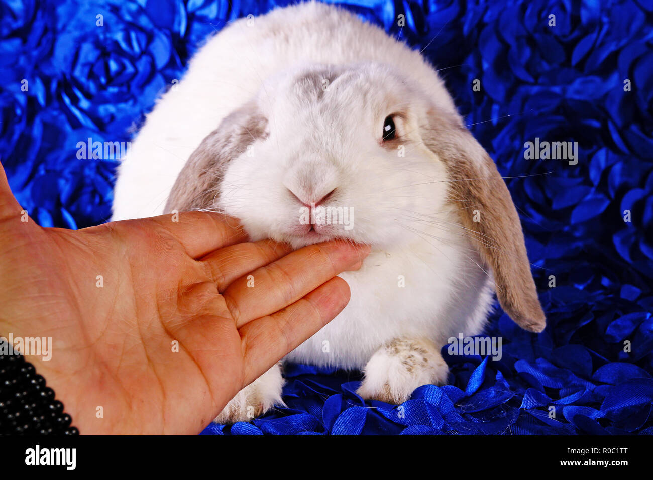 Cute little young bunny rabbit lop eared dwarf rabbits Stock Photo