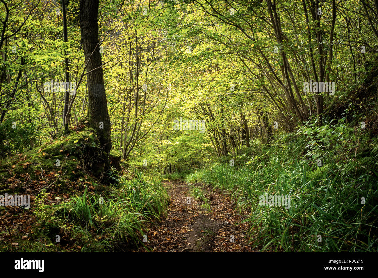 Wooded Ridges Woodland ridge hi-res stock photography and images - Alamy