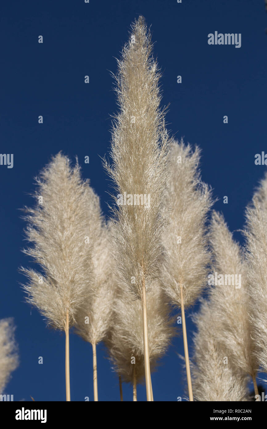 Fluffy inforescence of pampas grass, latin name Cortaderia selloana in