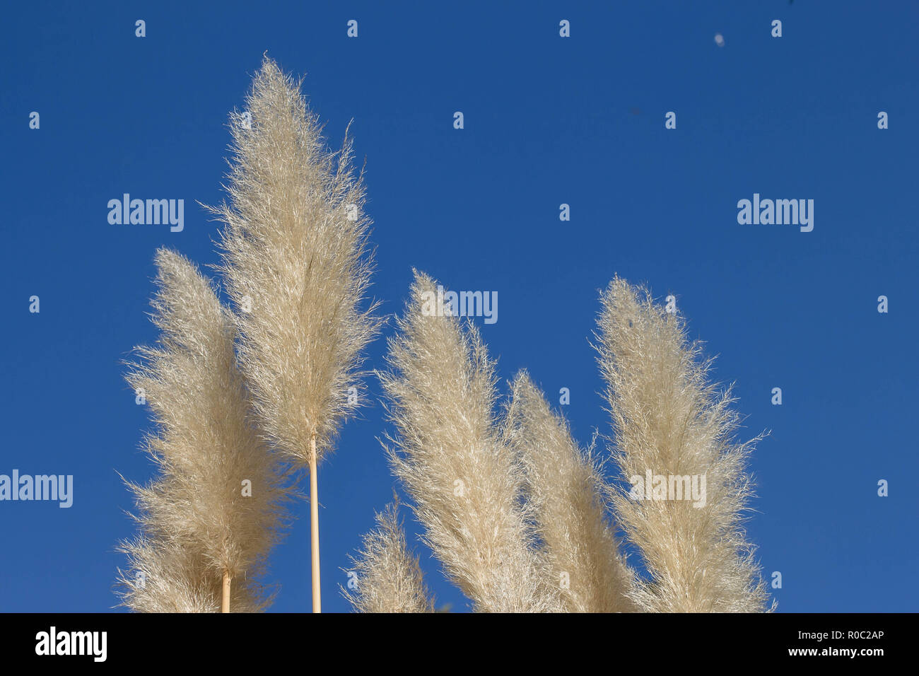 Fluffy inforescence of pampas grass, latin name Cortaderia selloana in