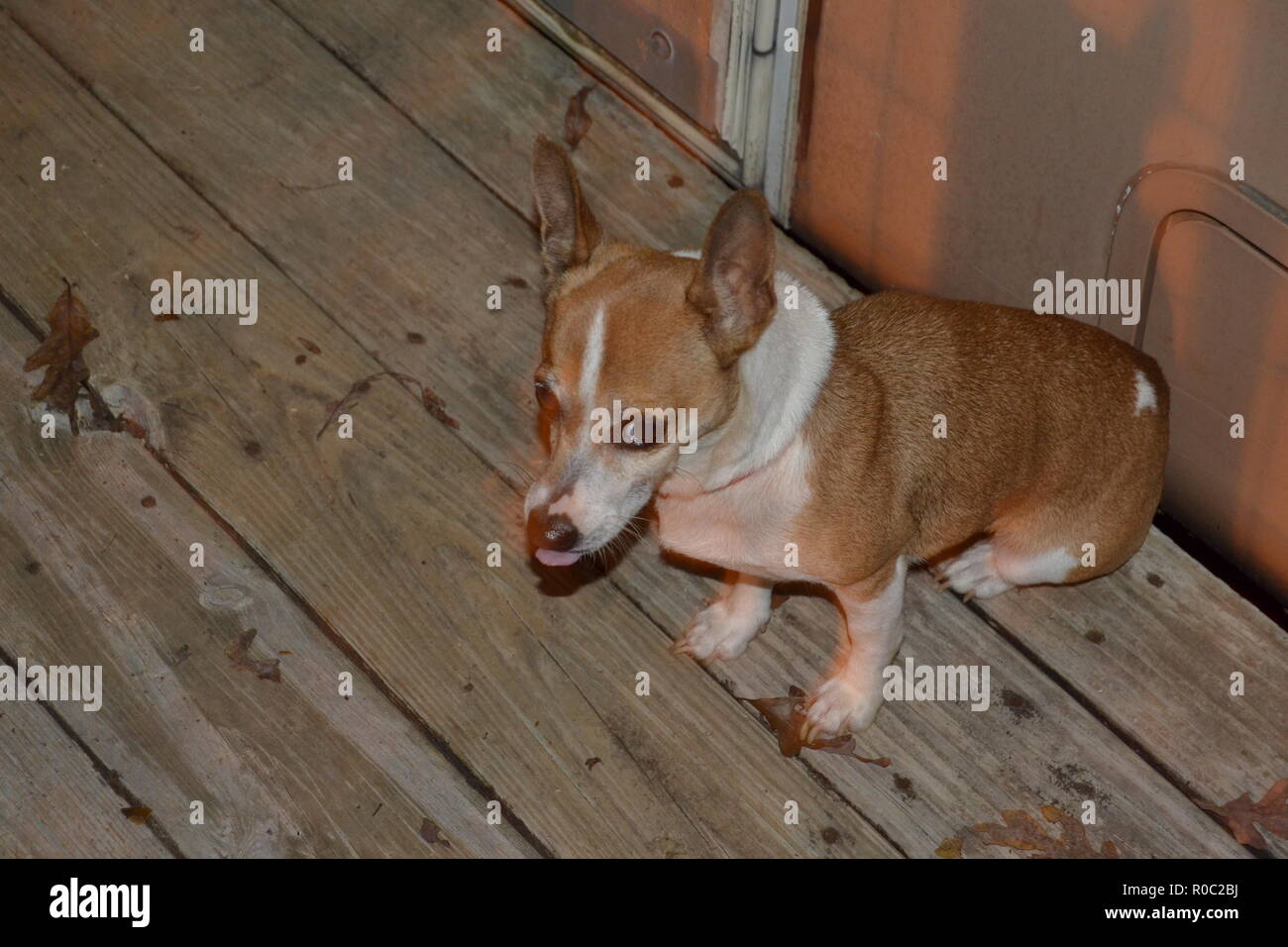 This comical little Smoky Mountain Feist dog got caught with her tongue sticking out Stock Photo Alamy