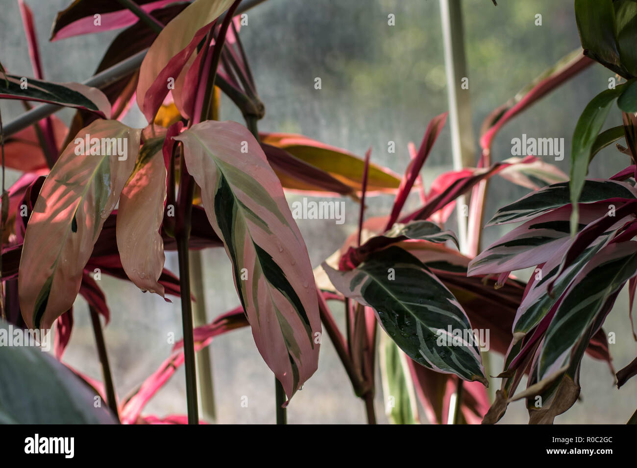 Leaves of Stromanthe sanguinea in the green house in the botanical garden in Belgrade, Serbia Stock Photo