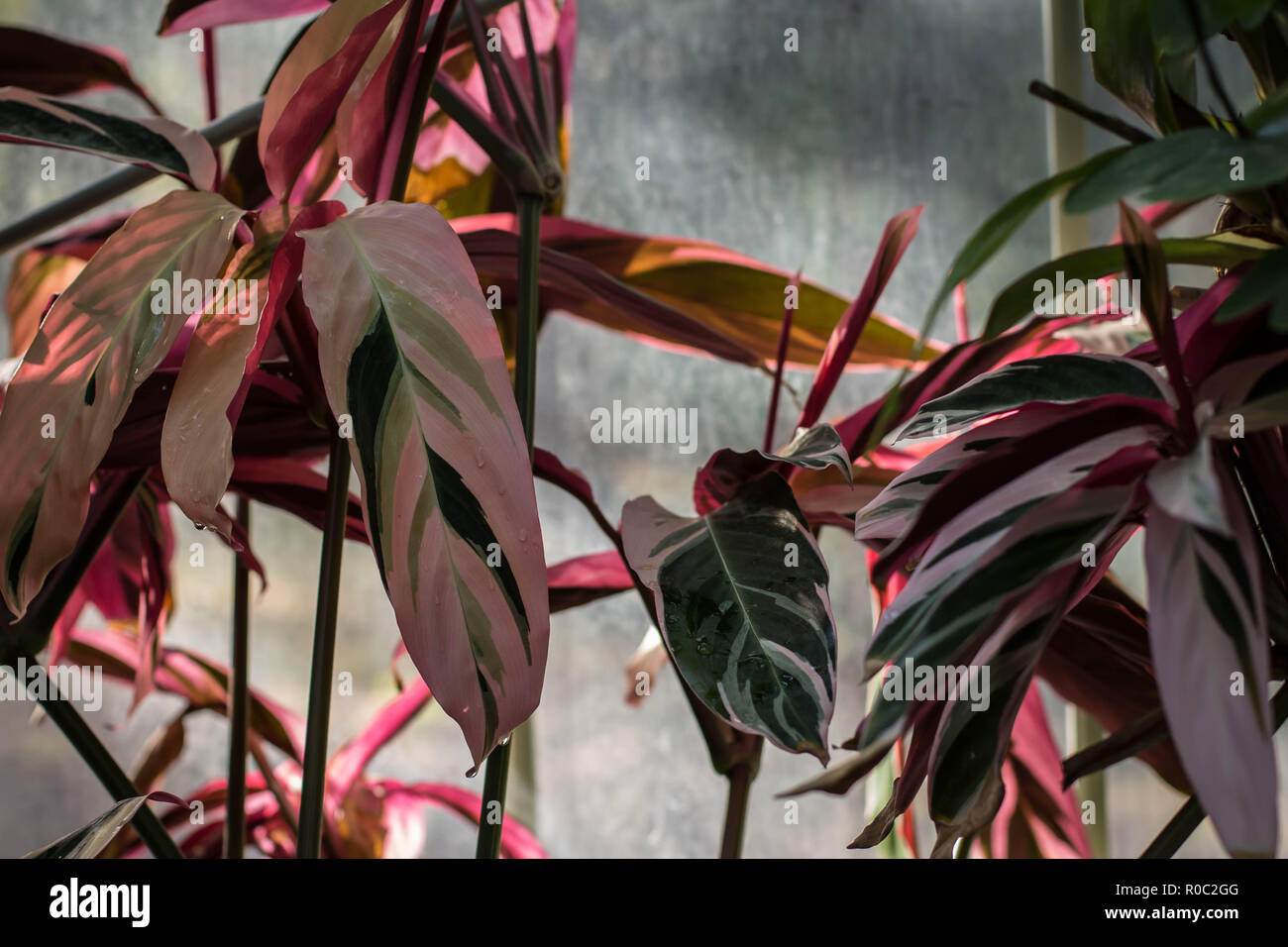 Leaves of Stromanthe sanguinea in the green house in the botanical garden in Belgrade, Serbia Stock Photo
