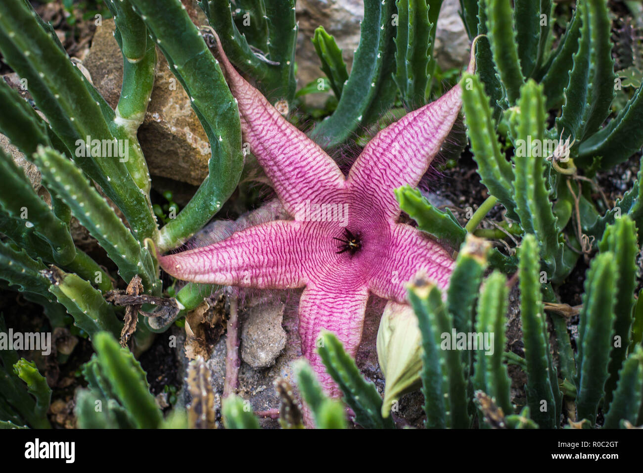 Single flower of Stapelia gigantea Stock Photo