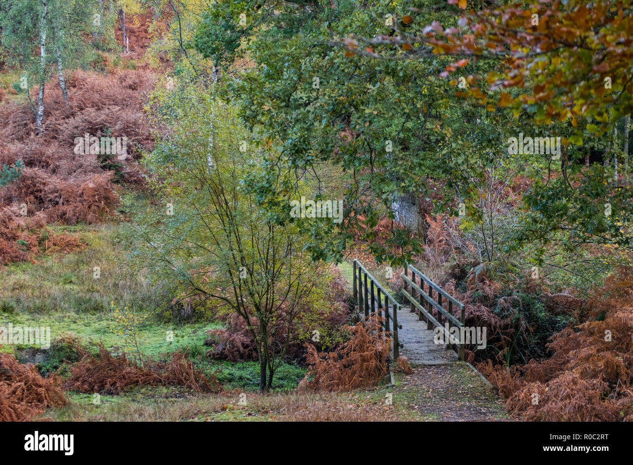 Wooden bridge over small river with trees and autumn colours Stock Photo