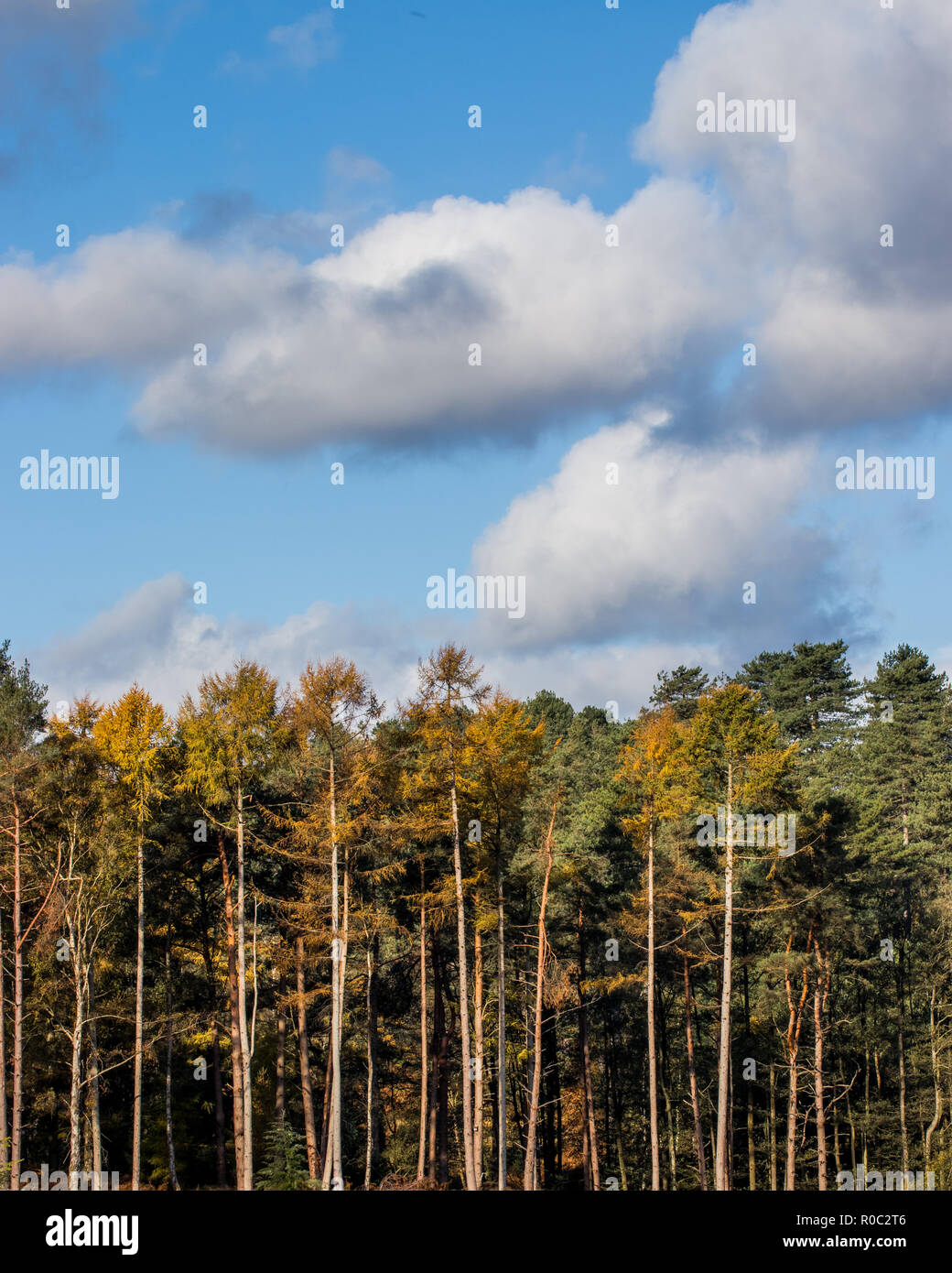 straight trees and white fluffy clouds Stock Photo