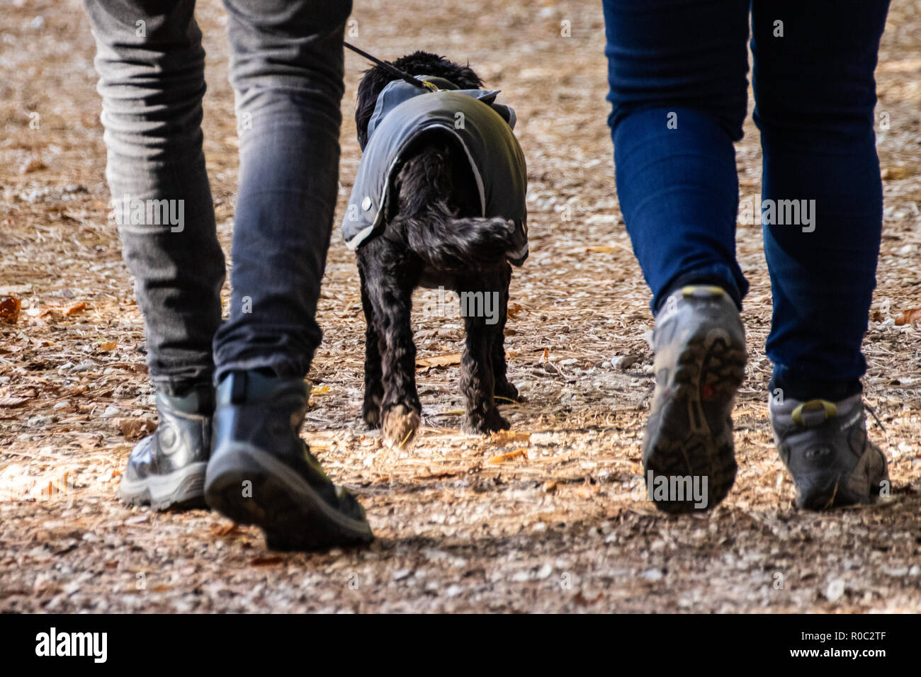 Close up of two peoples legs with dog on a lead walking in front Stock Photo