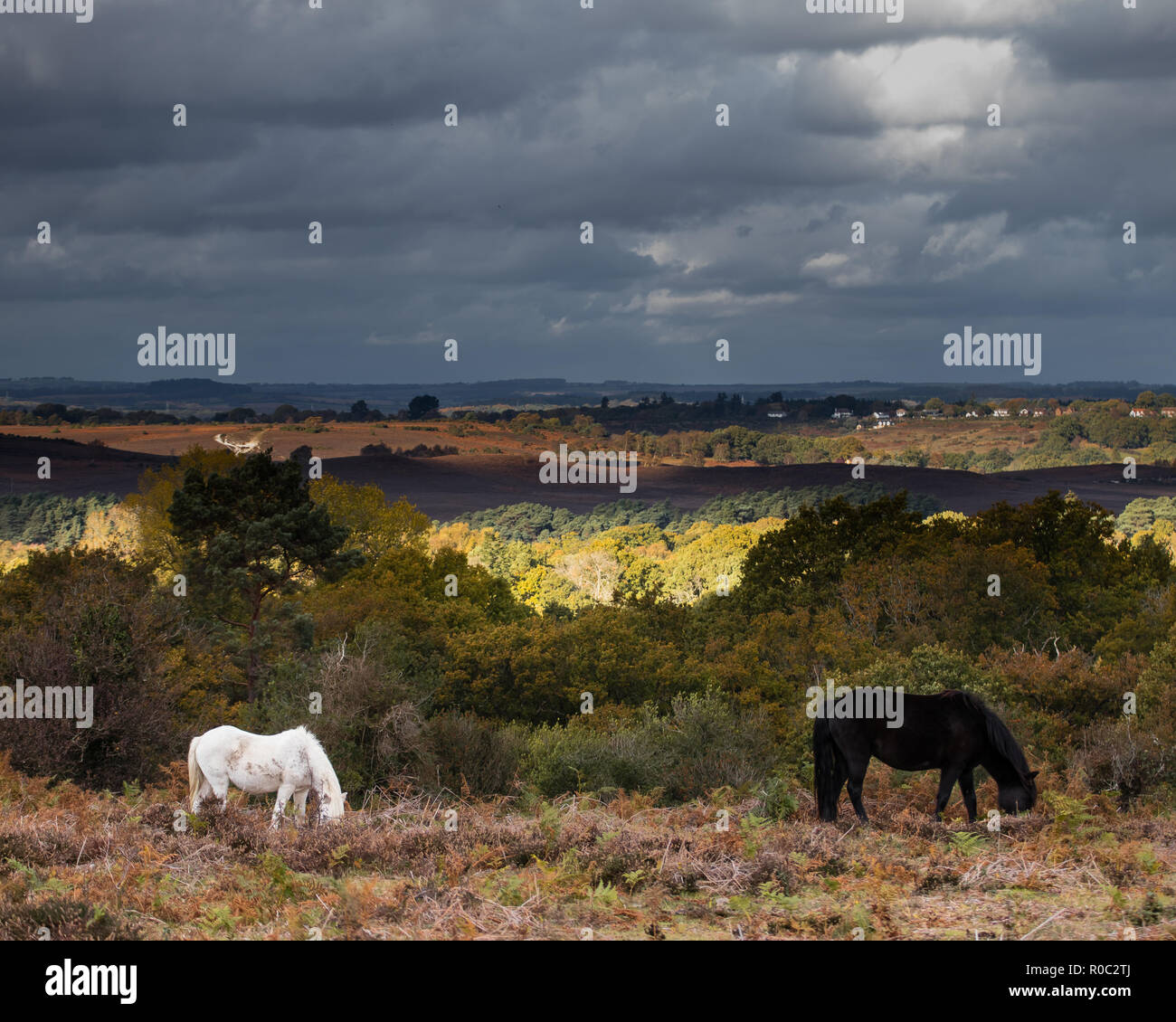 White and black new forest ponies grazing with storm clouds brewing Stock Photo