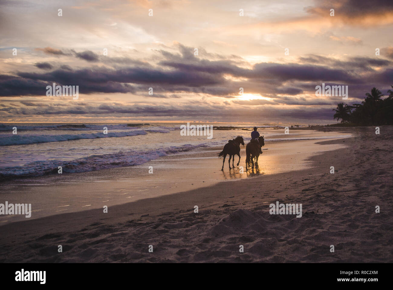 Man walks his horses along the shoreline during a colorful sunset on the long sandy paradise beach of Playa del Carmen, Santa Teresa Costa Rica Stock Photo