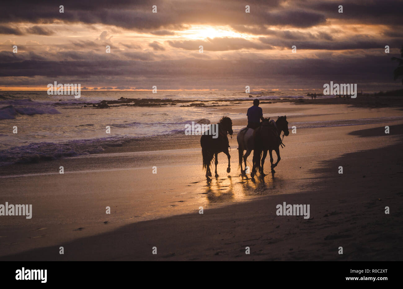 Man walks his horses along the shoreline during a colorful sunset on the long sandy paradise beach of Playa del Carmen, Santa Teresa Costa Rica Stock Photo