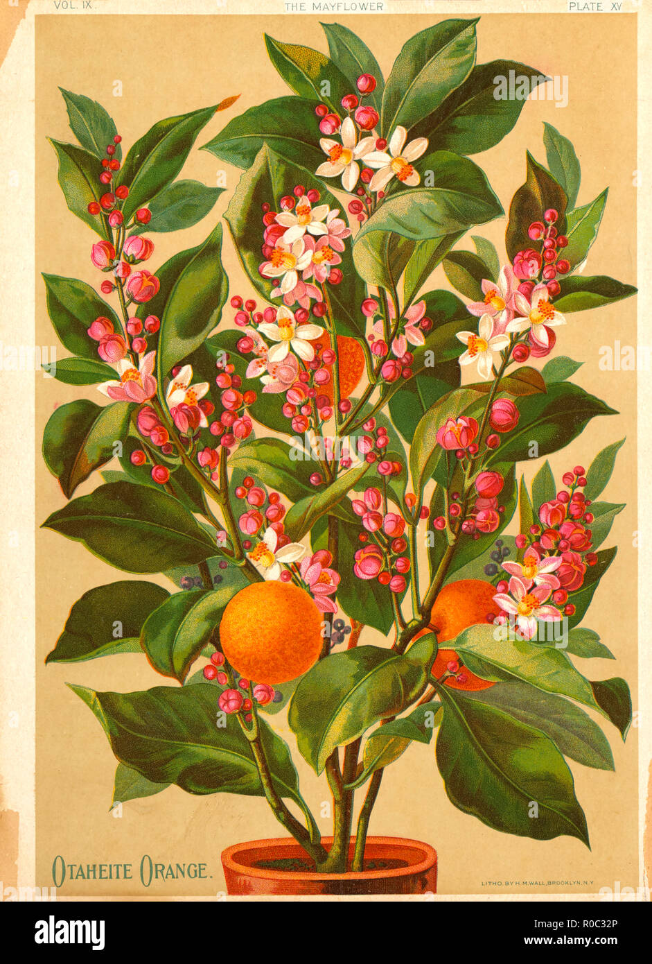 Otaheite Orange, Chromolithograph, H.M. Wall, 1891 Stock Photo