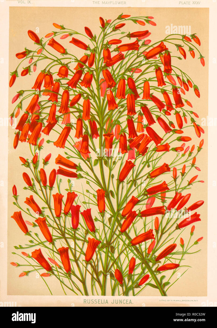 Russelia Juncea, Chromolithograph, H.M. Wall, 1892 Stock Photo