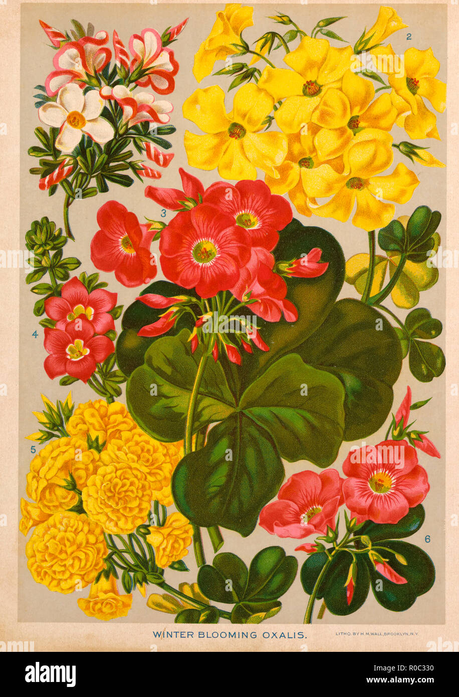 Winter Blooming Oxalis, Chromolithograph, H.M. Wall, 1892 Stock Photo