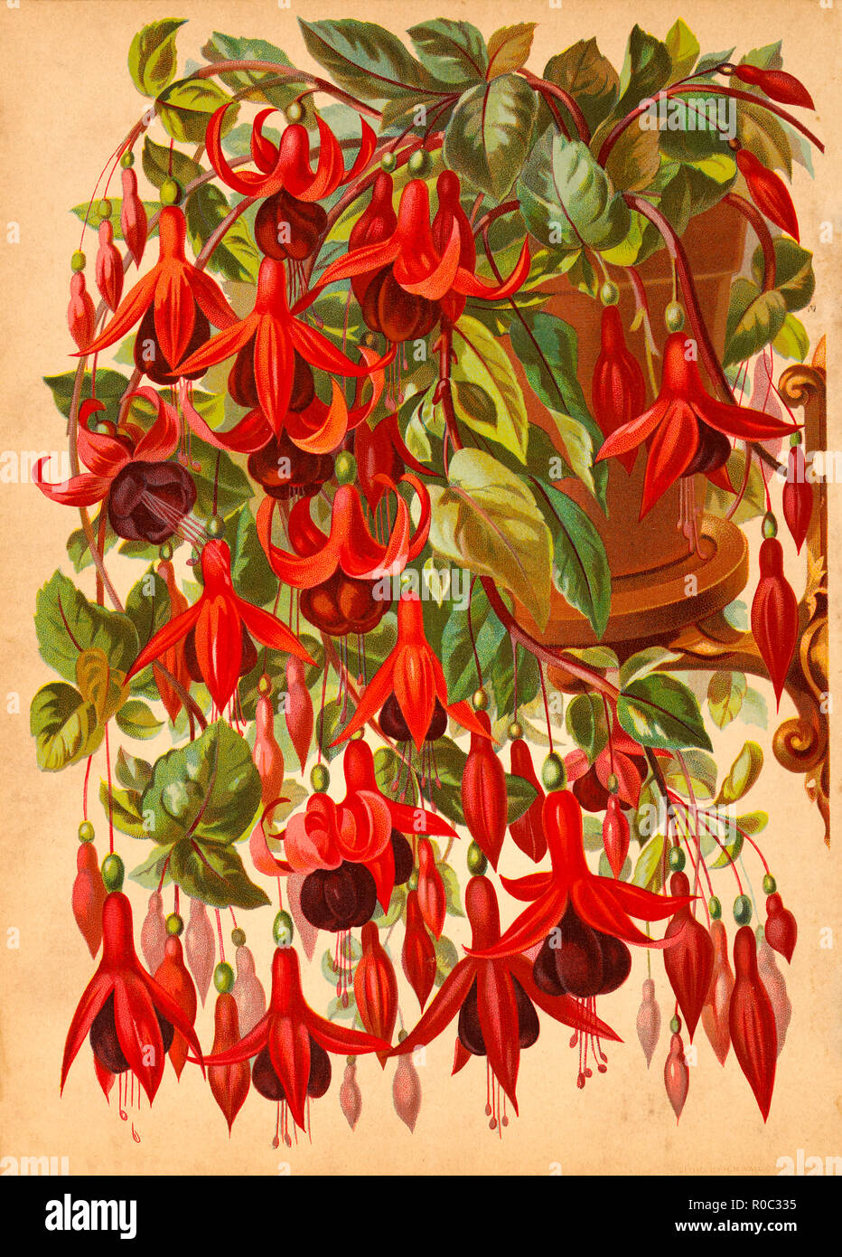 Red Honeysuckle on Vines, Chromolithograph, H.M. Wall, 1892 Stock Photo