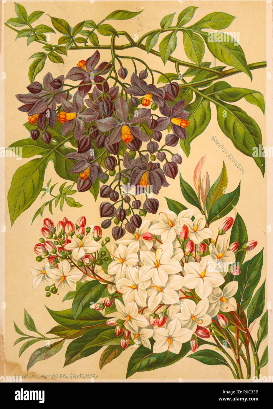 Solanum Azureum (top), Solanum Jasminoides Grandiflora (Bottom), Chromolithograph, H.M. Wall, 1892 Stock Photo