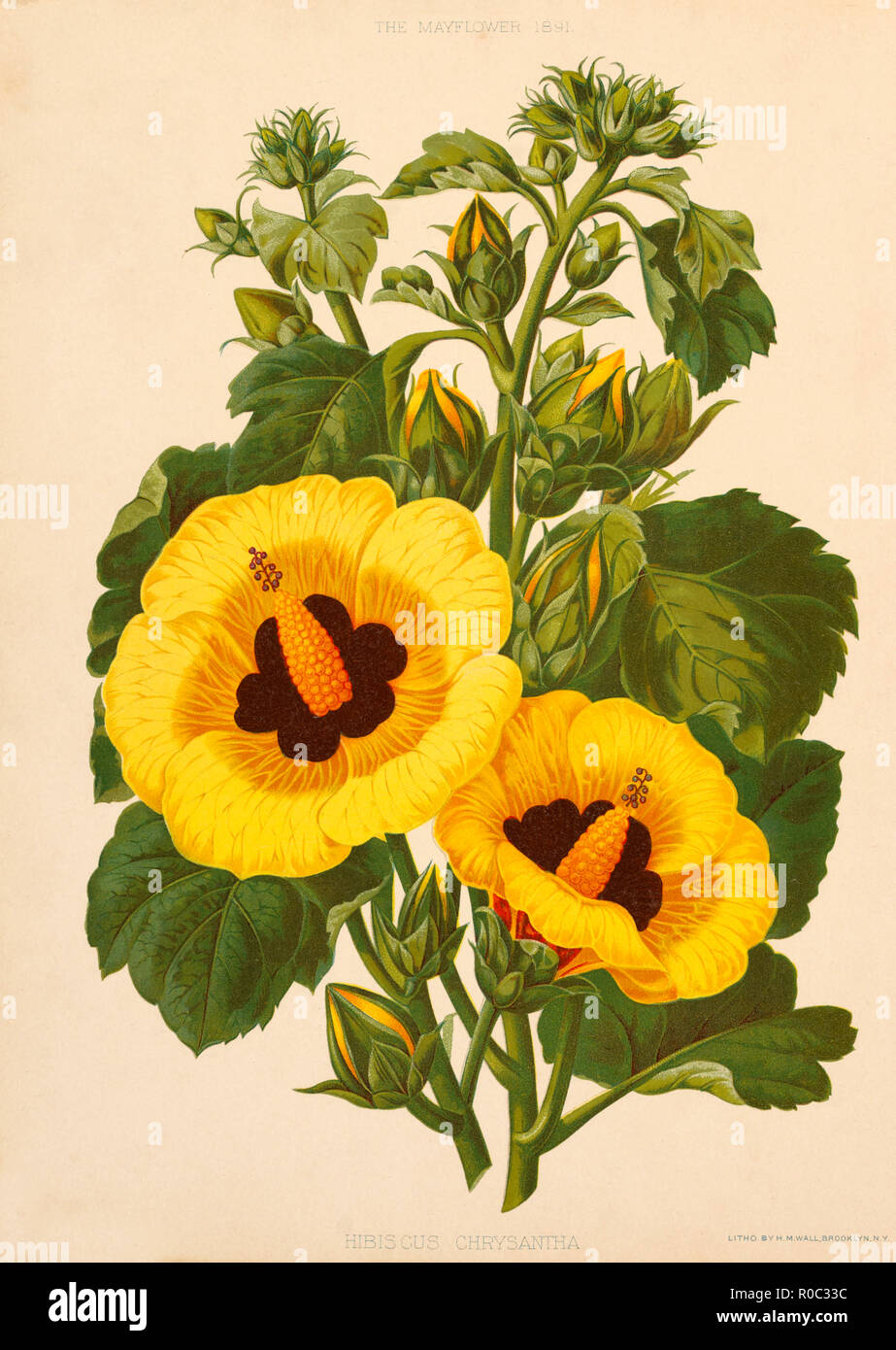 Hibiscus Chrysantha, Chromolithograph, H.M. Wall, Mayflower Publishing Co., 1891 Stock Photo