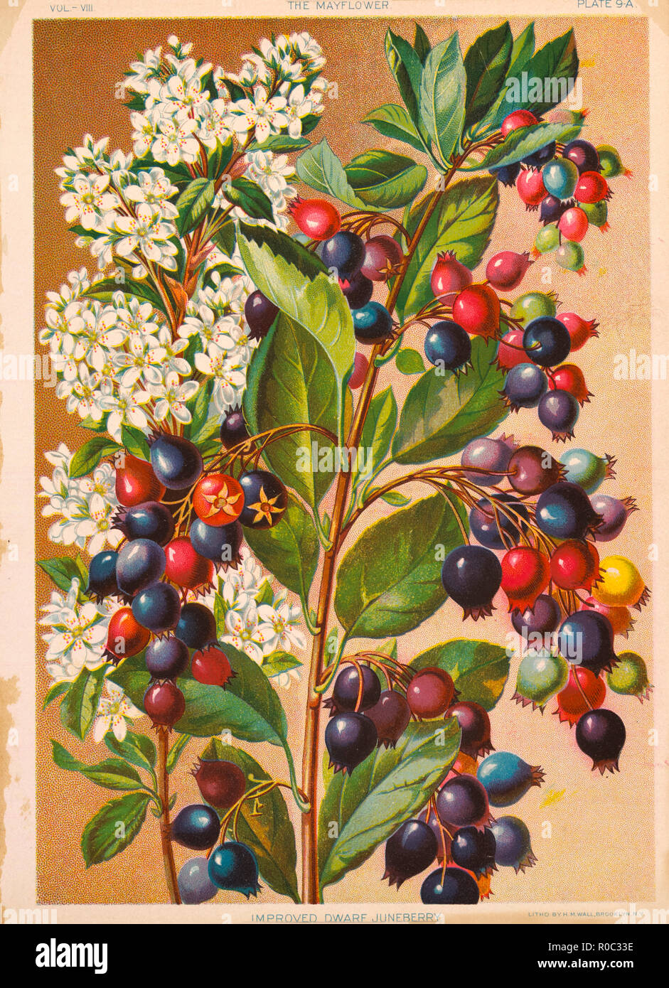 Improved Dwarf Juneberry, Chromolithograph, H.M. Wall, Mayflower Publishing Co., 1892 Stock Photo