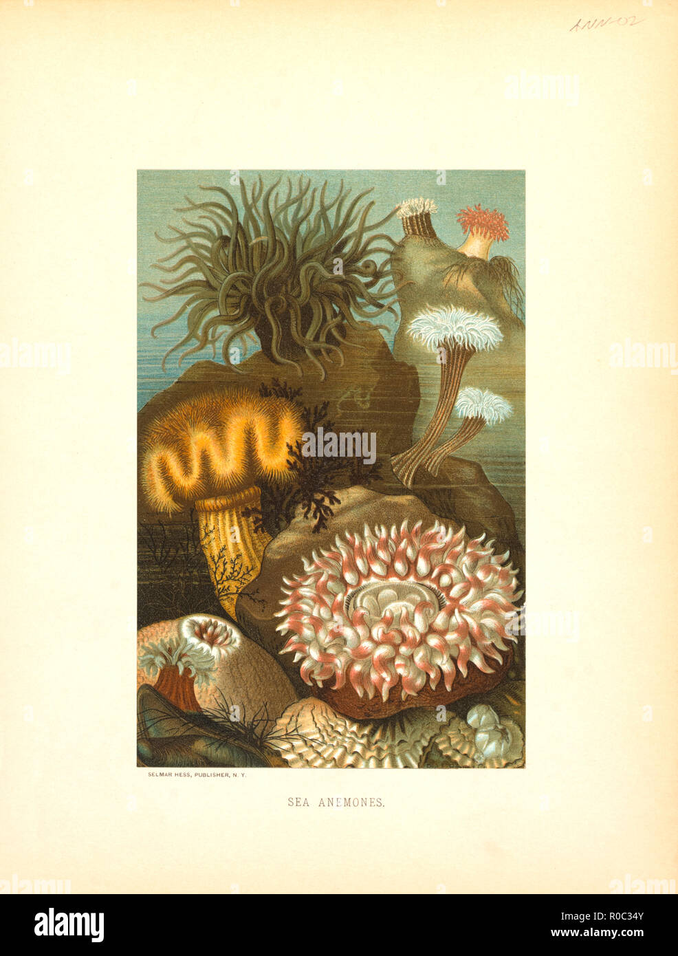 Sea Anemones, Selmar Press Publisher, NY, 1898 Stock Photo