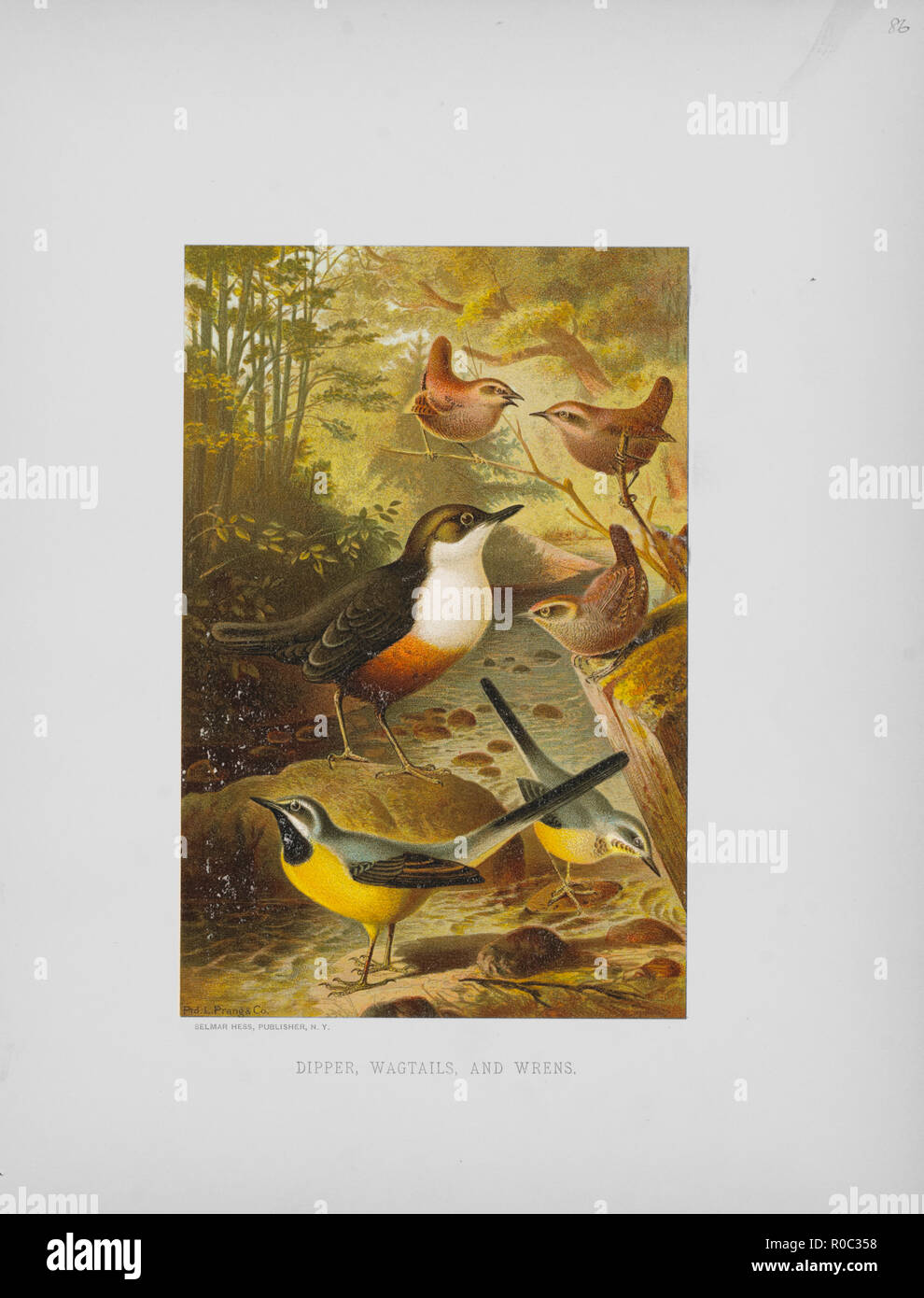 Dipper, Wagtails, and Wrens, Selmar Press Publisher, NY, 1898 Stock Photo