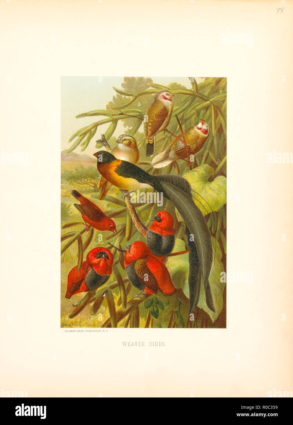 Weaver Birds, Selmar Press Publisher, NY, 1898 Stock Photo